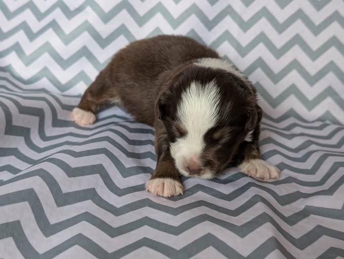 Miniature American Shepherd