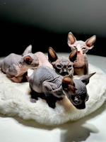 Sphynx Kittens