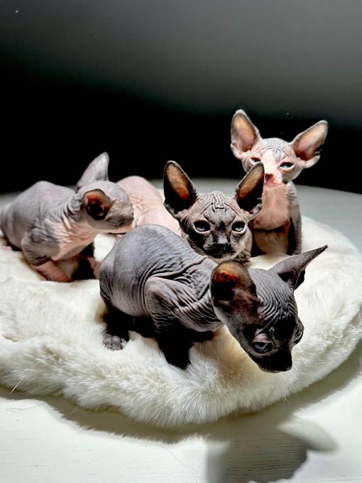 Sphynx Kittens