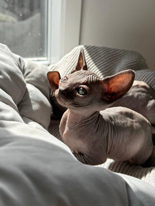 Sphynx Kittens