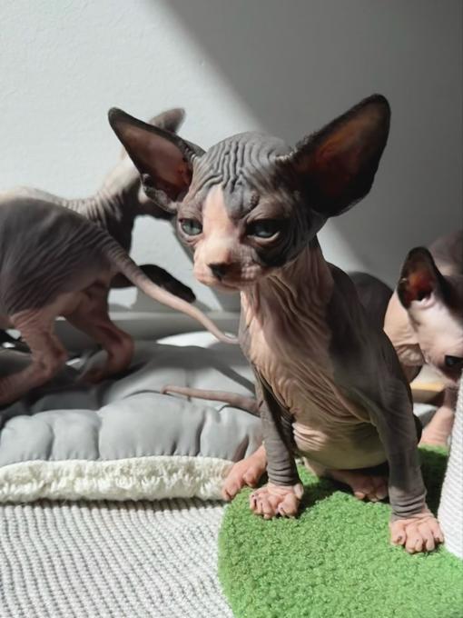 Sphynx Kittens