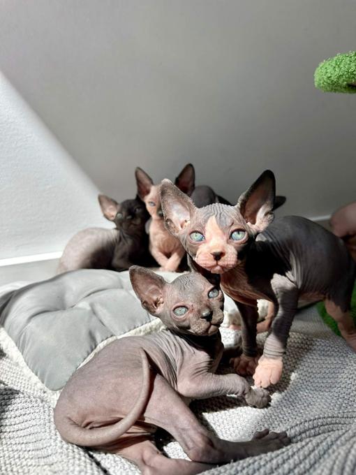 Sphynx Kittens