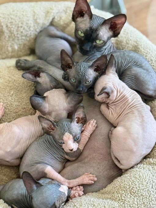 Sphynx Kittens