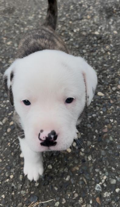 American Bully Puppy