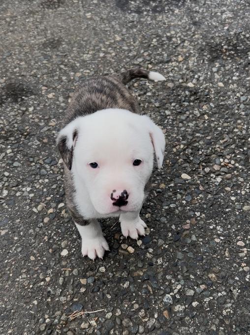 American Bully Puppy