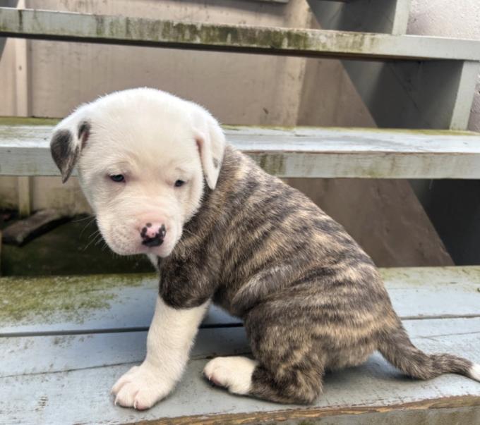 American Bully Puppy