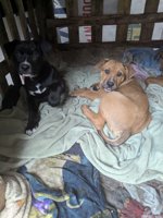 Dogo Argentina x German shepherd