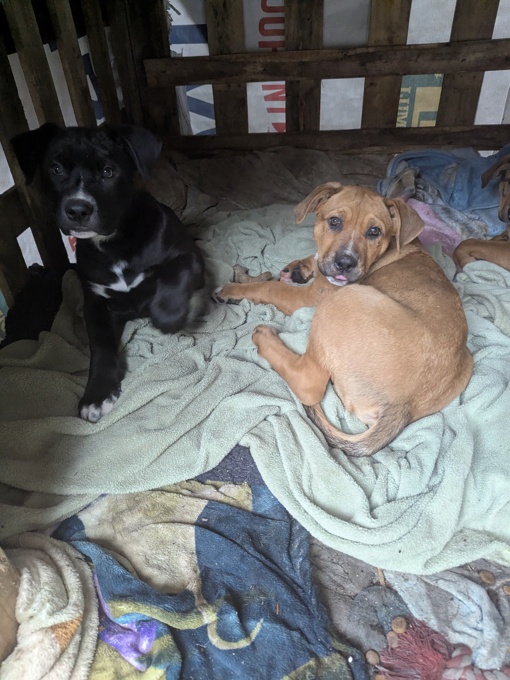 Dogo Argentina x German shepherd