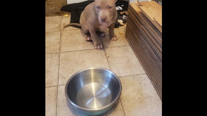 Staffordshire pitbull