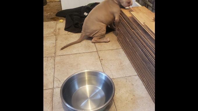 Staffordshire pitbull