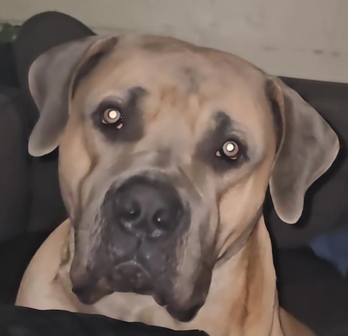 Boerboel