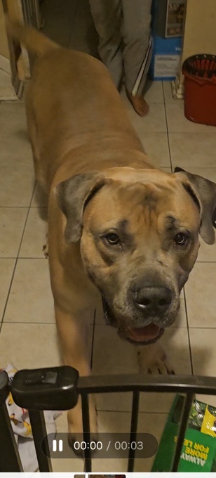 Boerboel