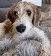 Aussiedoodle Schnoodle