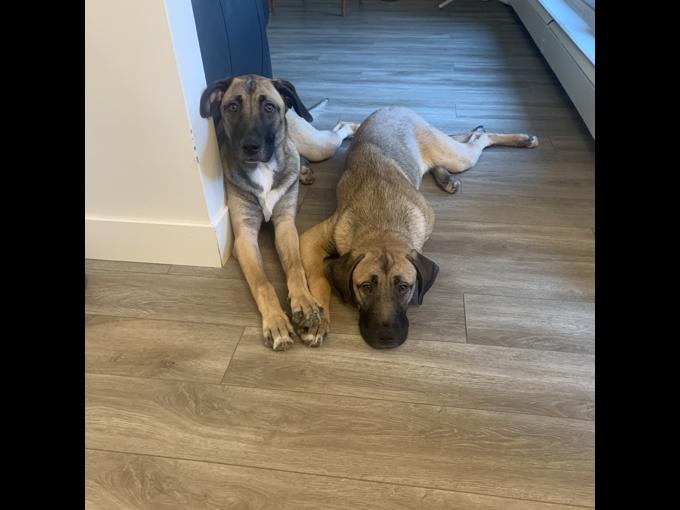 Cane Corso & Australian Shepherd