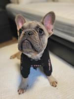 French bulldog