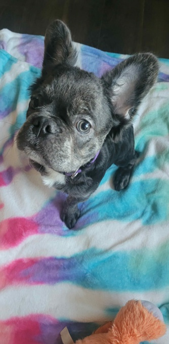 French bulldog