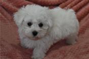 Maltese