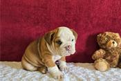 English Bulldog