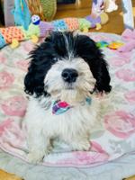 Havanese