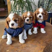 Cavalier King Charles Spaniel