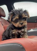 Yorkshire Terrier