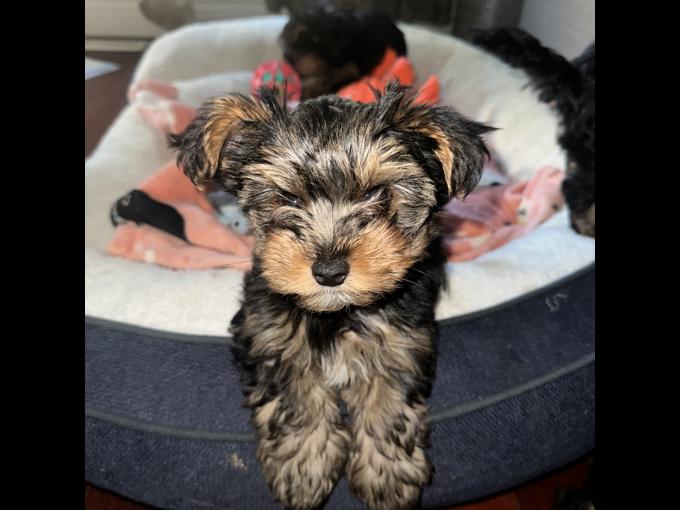 Yorkshire Terrier