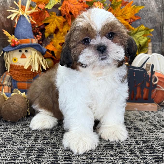 Shih Tzu