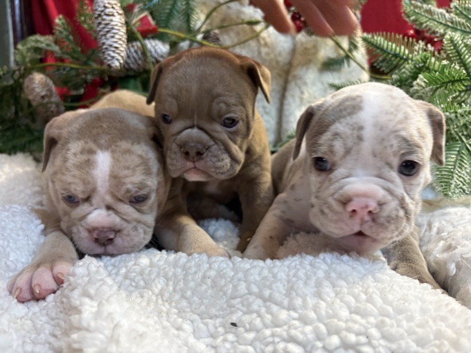 Olde English Bulldogges