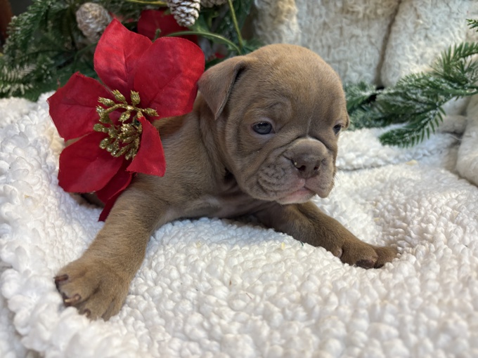 Olde English Bulldogges