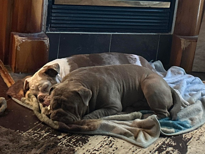 Olde English Bulldogges