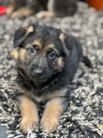 German Shepherd Dog
