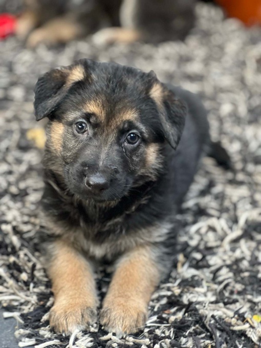German Shepherd Dog