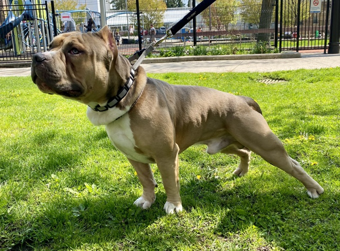 American Bully