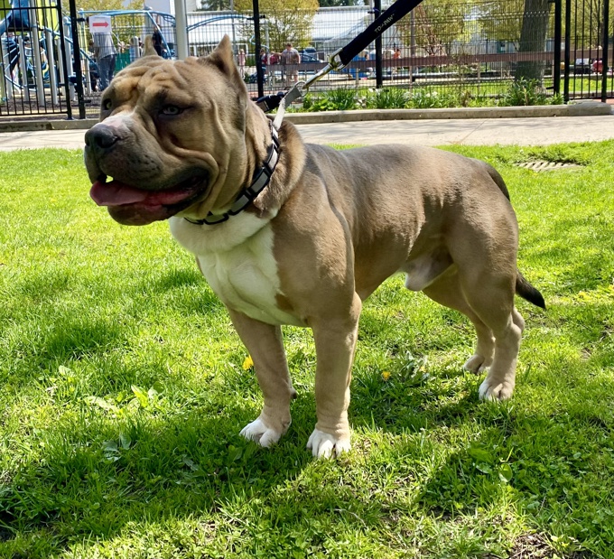 American Bully
