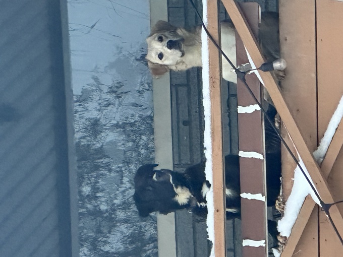 German Shepherd/Border Collie Mix