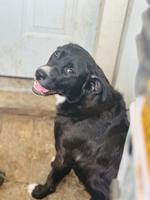 German Shepherd/Border Collie Mix