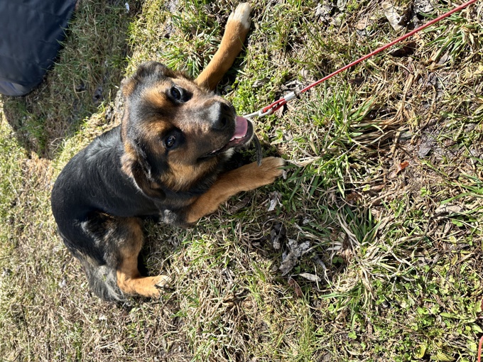 German Shepherd/Border Collie Mix