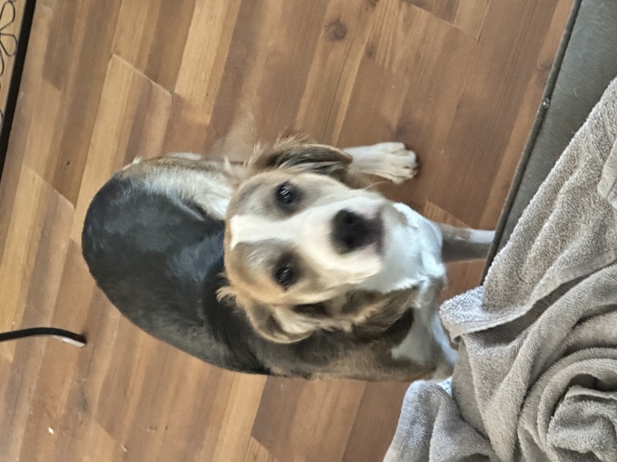 German Shepherd/Border Collie Mix