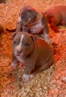 American Bully