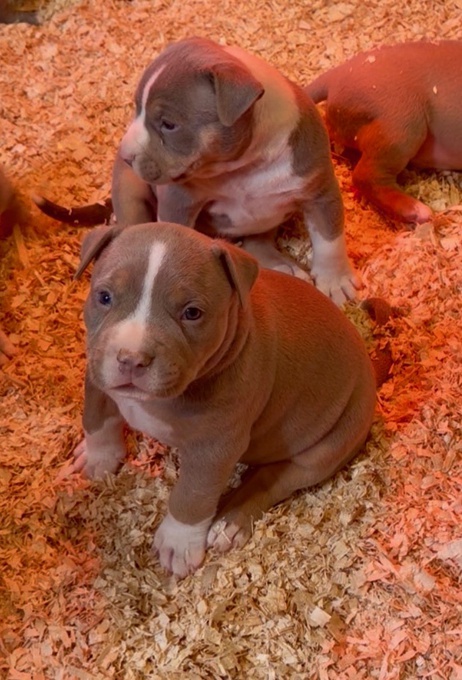 American Bully