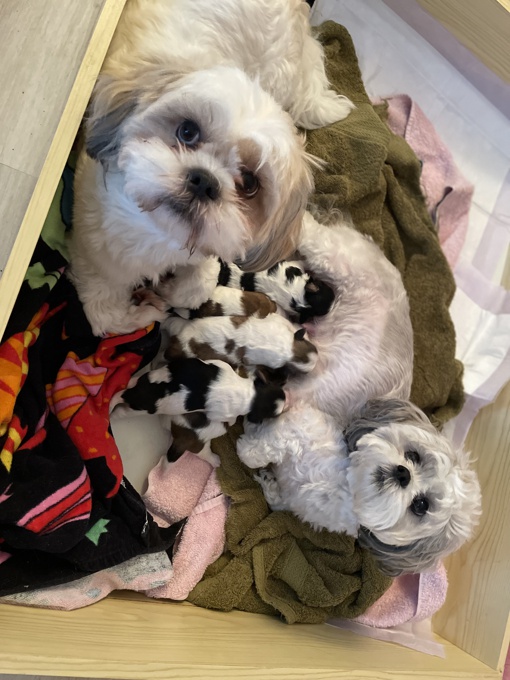 Shih Tzu