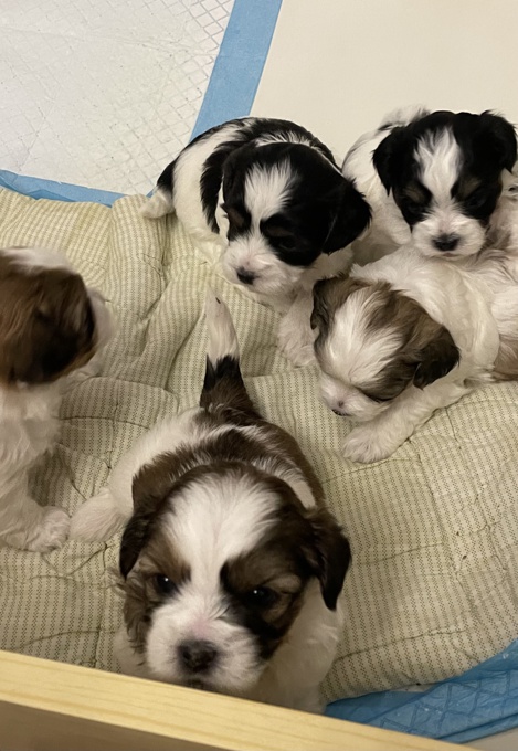 Shih Tzu