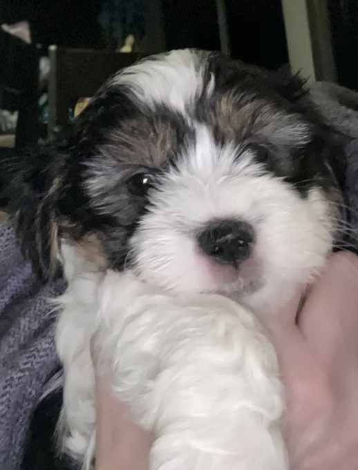 Shih Tzu