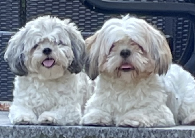 Shih Tzu
