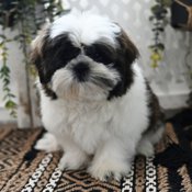 Shih Tzu