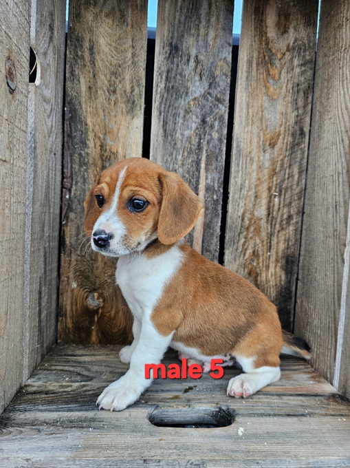 Jack Russel Beagle