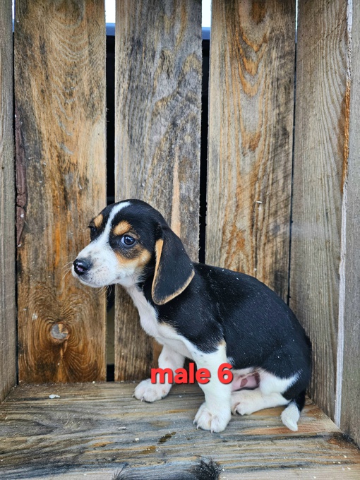 Jack Russel Beagle