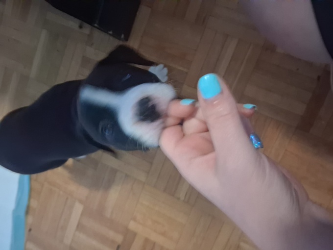 American bulldog pit