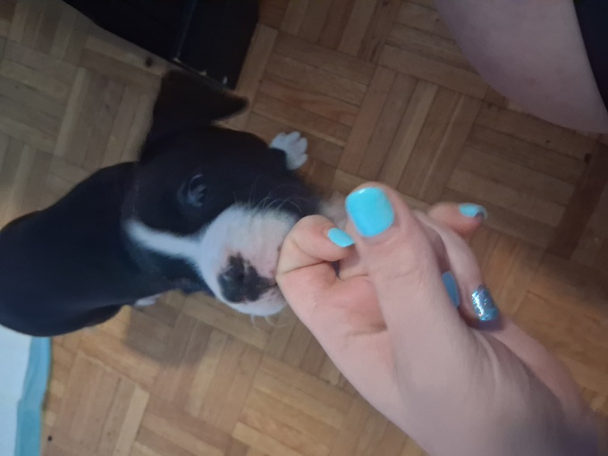 American bulldog pit