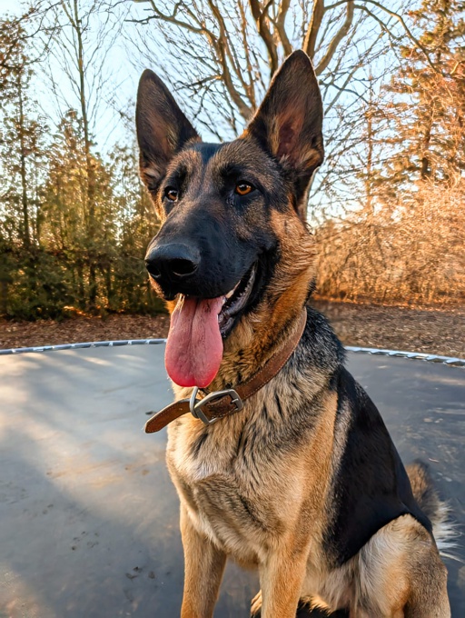 German shepherd